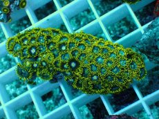 画像1: No.22 インドネシア産マメスナギンチャク (1)