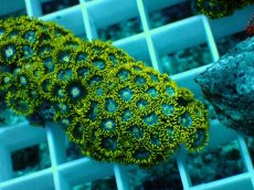 画像2: No.22 インドネシア産マメスナギンチャク (2)