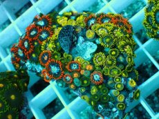 画像1: No.23 インドネシア産マメスナギンチャク (1)