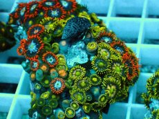 画像2: No.23 インドネシア産マメスナギンチャク (2)