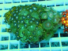 画像1: No.24 インドネシア産マメスナギンチャク (1)