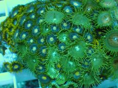 画像2: No.24 インドネシア産マメスナギンチャク (2)