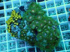 画像1: No.25 インドネシア産マメスナギンチャク (1)