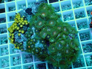 No.93 オオバナサンゴ マルチカラーを買うならアクアスタイルユー 大阪