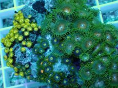 画像2: No.25 インドネシア産マメスナギンチャク (2)