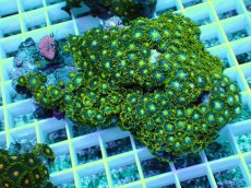 画像1: No.26 インドネシア産マメスナギンチャク (1)