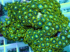 画像2: No.26 インドネシア産マメスナギンチャク (2)