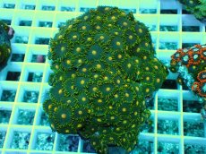 画像1: No.27 フィジー産マメスナギンチャク (1)