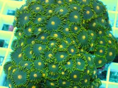 画像2: No.27 フィジー産マメスナギンチャク (2)