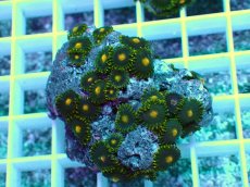 画像1: No.28 フィジー産マメスナギンチャク (1)