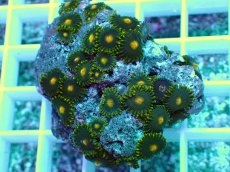 画像2: No.28 フィジー産マメスナギンチャク (2)