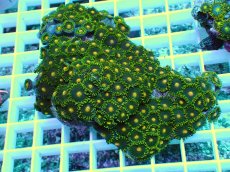 画像1: No.29 フィジー産マメスナギンチャク (1)