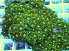 画像2: No.29 フィジー産マメスナギンチャク (2)