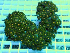 画像1: No.30 フィジー産マメスナギンチャク (1)