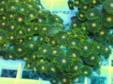 画像2: No.30 フィジー産マメスナギンチャク (2)