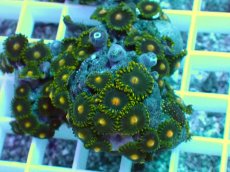 画像1: No.31 フィジー産マメスナギンチャク (1)