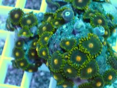 画像2: No.31 フィジー産マメスナギンチャク (2)