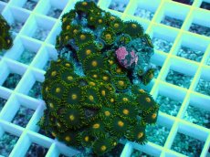 画像1: No.32 フィジー産マメスナギンチャク (1)