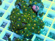 画像2: No.32 フィジー産マメスナギンチャク (2)