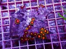 画像1: No.33 フィジー産マメスナギンチャク (1)