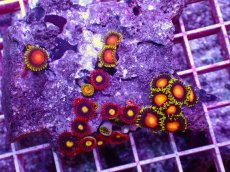 画像2: No.33 フィジー産マメスナギンチャク (2)