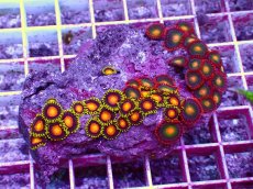 画像1: No.34 フィジー産マメスナギンチャク (1)