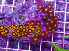 画像2: No.34 フィジー産マメスナギンチャク (2)