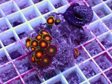 画像1: No.35 フィジー産マメスナギンチャク (1)