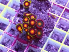 画像2: No.35 フィジー産マメスナギンチャク (2)