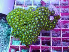 画像1: No.36 インドネシア産マメスナギンチャク (1)