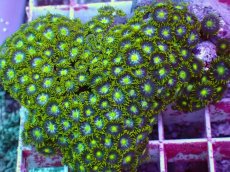 画像2: No.36 インドネシア産マメスナギンチャク (2)