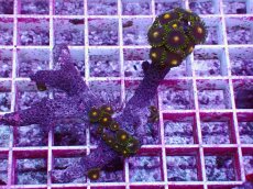 画像1: No.37 フィジー産マメスナギンチャク (1)