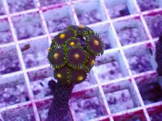 画像2: No.37 フィジー産マメスナギンチャク (2)