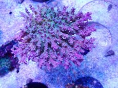 画像1: No.1 ツツハナガサミドリイシ (1)