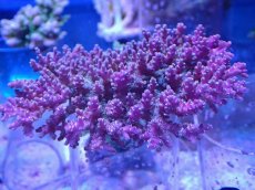 画像2: No.1 ツツハナガサミドリイシ (2)