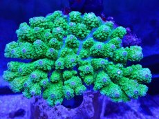 画像1: No.2 ユビミドリイシ (1)