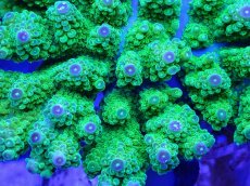 画像2: No.2 ユビミドリイシ (2)