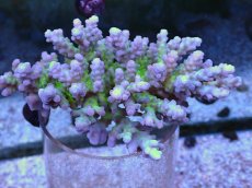 画像1: No.3 深場ミドリイシ (1)