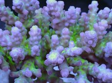 画像2: No.3 深場ミドリイシ (2)