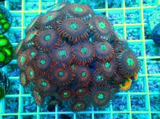 画像1: No.1 Magician　マメスナギンチャク (1)