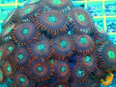 画像2: No.1 Magician　マメスナギンチャク (2)