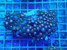 画像1: No.3 ベトナム産 マメスナギンチャク (1)