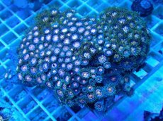 画像1: No.6 ベトナム産 マメスナギンチャク (1)
