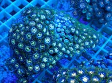画像1: No.8 ベトナム産 マメスナギンチャク (1)