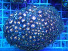 画像1: No.9 ベトナム産 マメスナギンチャク (1)