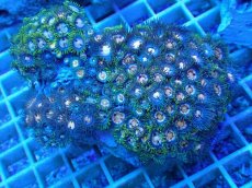 画像1: No.13 ベトナム産 マメスナギンチャク (1)