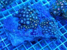 画像1: No.14 ベトナム産 マメスナギンチャク (1)