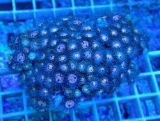 画像1: No.15 ベトナム産 マメスナギンチャク (1)