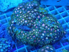 画像1: No.20 ベトナム産 マメスナギンチャク (1)