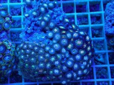 画像1: No.22 ベトナム産 マメスナギンチャク (1)